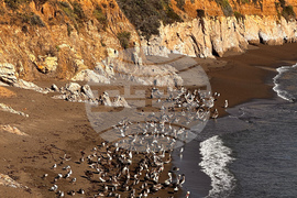 California Pelicans