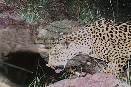 Jaguar Spotted Arizona