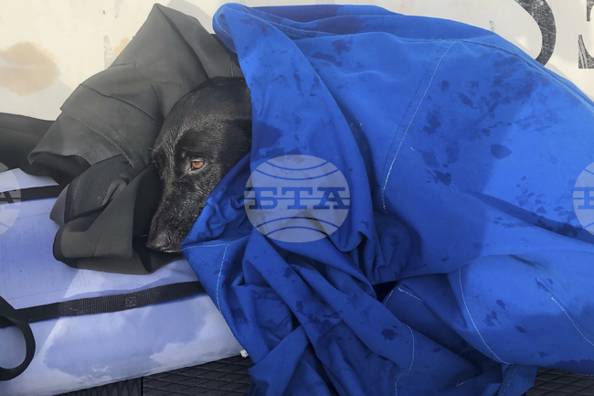 Dog Rescued San Diego