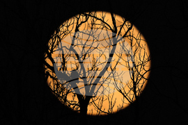 APTOPIX Missouri Supermoon