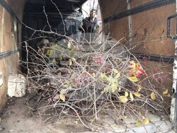 Снимка:  Община Асеновград