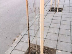 Снимка:  Община Асеновград