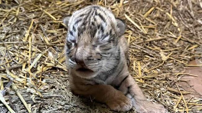 За първи път в историята на зоопарка в Стара Загора се роди бебе бенгалски тигър