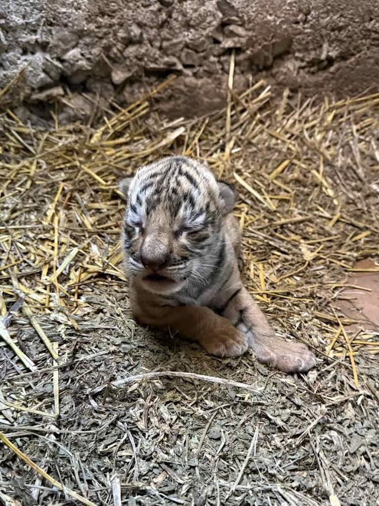 За първи път в историята на зоопарка в Стара Загора се роди бебе бенгалски тигър
