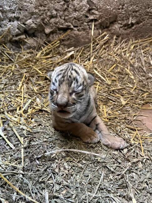 За първи път в историята на зоопарка в Стара Загора се роди бебе бенгалски тигър