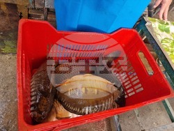 Стара Загора - риба - Никулден