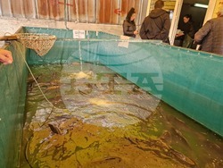 Стара Загора - риба - Никулден