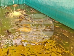 Стара Загора - риба - Никулден