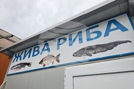Панагюрище - шаран - Никулден