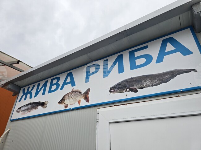 Панагюрище - шаран - Никулден