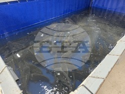 Панагюрище - шаран - Никулден