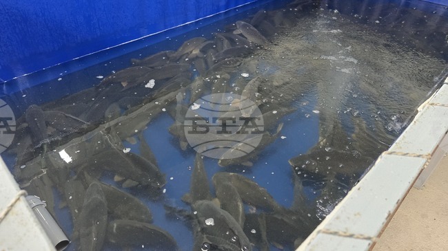 Шаранът е най-търсената риба в Панагюрище в навечерието на Никулден