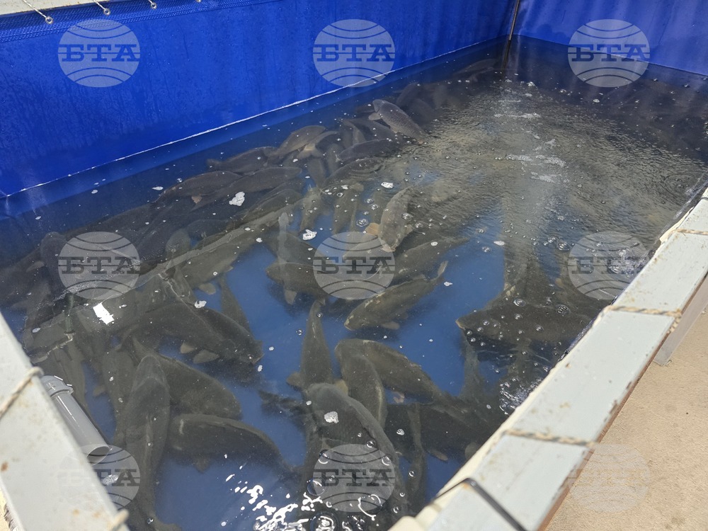 Шаранът е най-търсената риба в Панагюрище в навечерието на Никулден