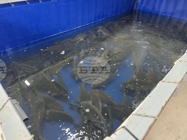 Шаранът е най-търсената риба в Панагюрище в навечерието на Никулден