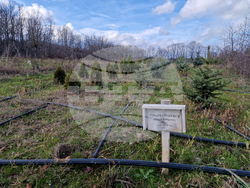 Село Баячево - разсадник - иглолистни дръвчета