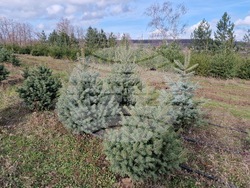 Село Баячево - разсадник - иглолистни дръвчета