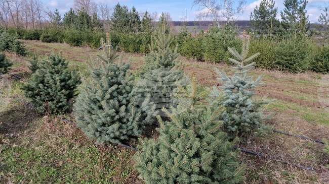 Все повече хора предпочитат да купят живо дръвче за коледно-новогодишните празници, казаха от Държавното горско стопанство в Търговище