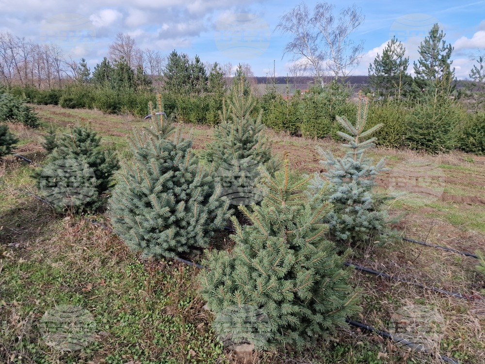 Все повече хора предпочитат да купят живо дръвче за коледно-новогодишните празници, казаха от Държавното горско стопанство в Търговище