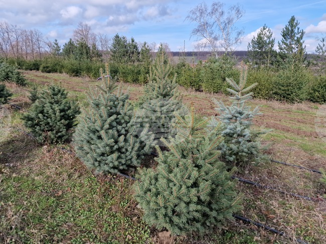 Все повече хора предпочитат да купят живо дръвче за коледно-новогодишните празници, казаха от Държавното горско стопанство в Търговище