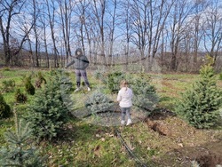 Село Баячево - разсадник - иглолистни дръвчета