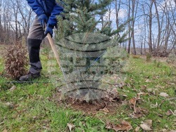 Село Баячево - разсадник - иглолистни дръвчета