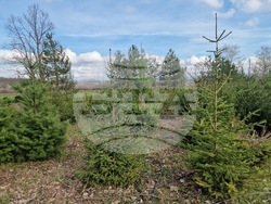 Село Баячево - разсадник - иглолистни дръвчета