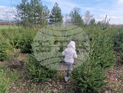 Село Баячево - разсадник - иглолистни дръвчета