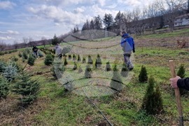 Село Баячево - разсадник - иглолистни дръвчета
