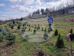 Село Баячево - разсадник - иглолистни дръвчета