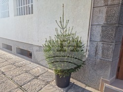 Село Баячево - разсадник - иглолистни дръвчета