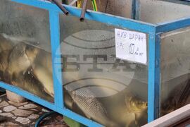 Ямбол - риба - цени