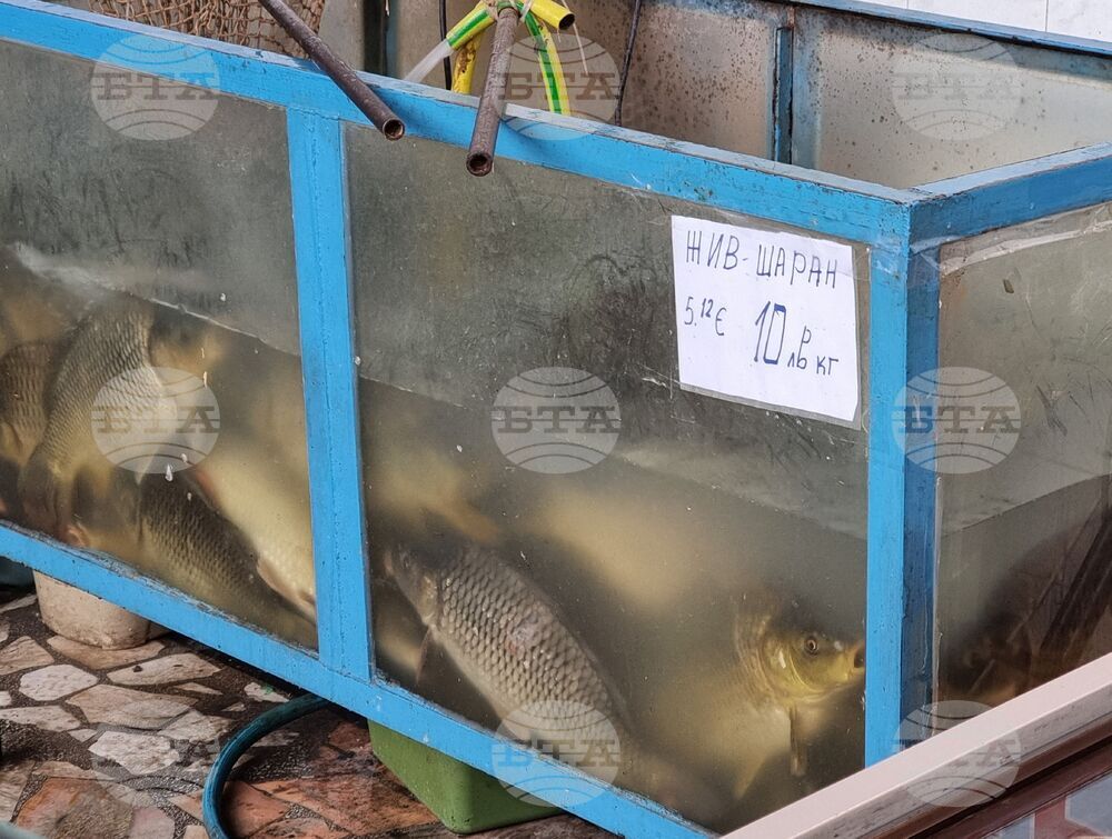 Ямбол - риба - цени