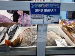 Ямбол - риба - цени