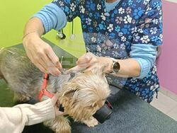 Снимка: Български ветеринарен съюз