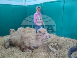 Снимка: Български ветеринарен съюз