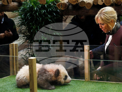 China-France-Panda Diplomacy