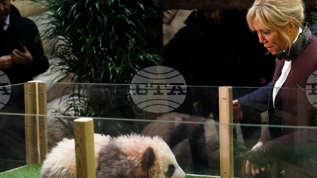 Френската първа дама Брижит Макрон посети в Китай гигантска панда, родена във Франция