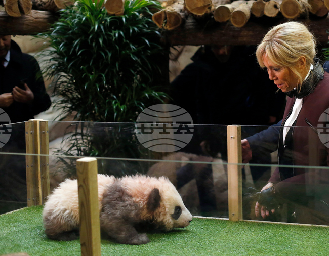 Френската първа дама Брижит Макрон посети в Китай гигантска панда, родена във Франция
