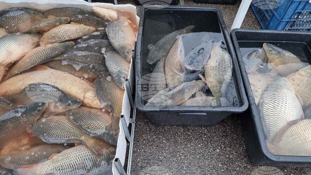 Цените на рибата във Враца са се повишили с около 1 лв. за година, отчитат търговци