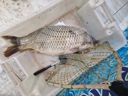 Търговище - шаран - прясна риба - цени