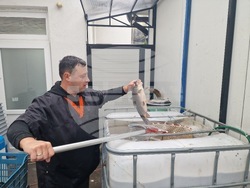 Търговище - шаран - прясна риба - цени