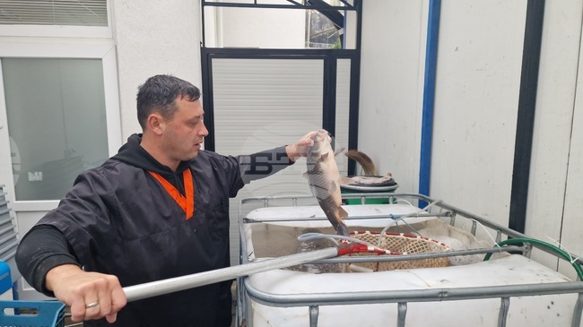 В Търговище гражданите спазват традицията с шаран за никулденската трапеза, отбелязват търговци