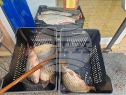 Търговище - шаран - прясна риба - цени