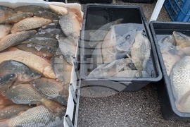 Враца - риба - цени