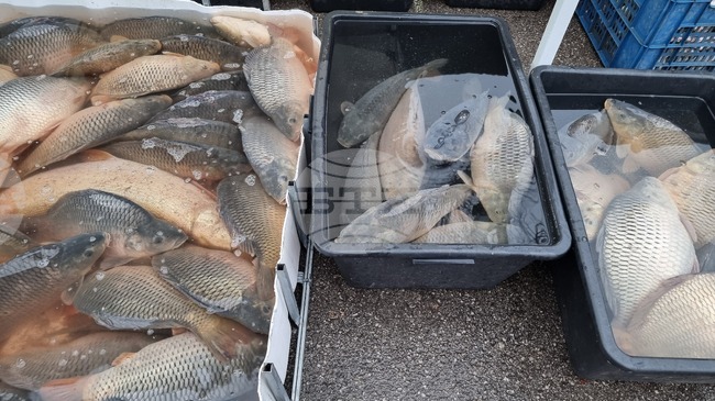 Враца - риба - цени