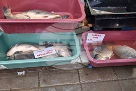 Враца - риба - цени