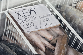 Перник - риба - Никулден