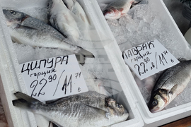 Перник - риба - Никулден