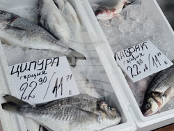 Перник - риба - Никулден