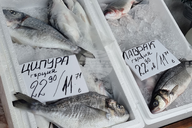 Перник - риба - Никулден